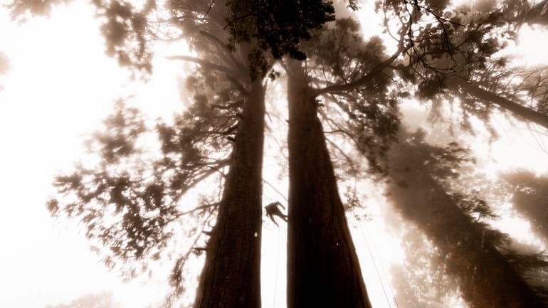Climbing assistant Lawrence Schultz ascends the Three Sisters sequoia tree...
