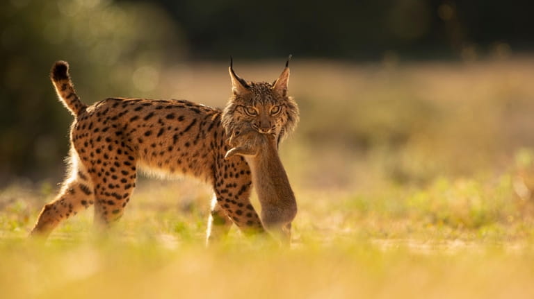 An Iberian lynx walks with a rabbit in its mouth...