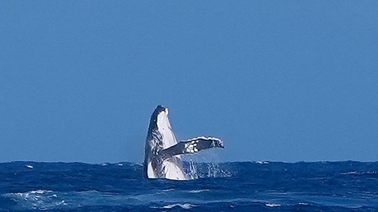 A whale breaches during the semifinal round of the surfing...