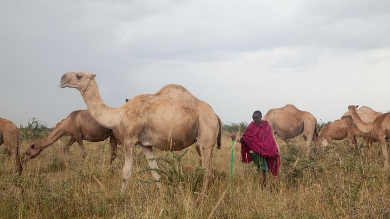 Musalia Piti, a herder, looks after his camels in Lekiji...