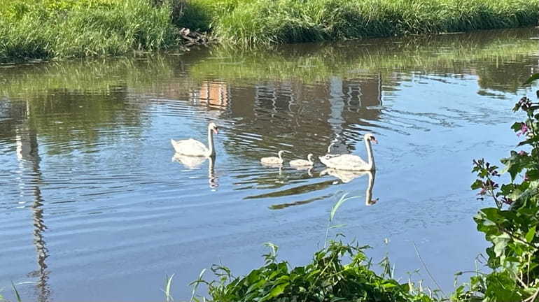 “Henry and Henrietta Swan” glide along with their young family...