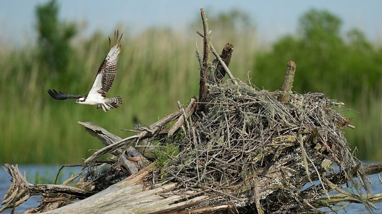 An osprey takes off in the lower Mobile–Tensaw Delta, Tuesday,...