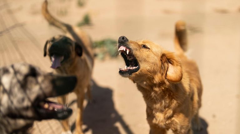 Rescued stray dogs bark at "Mor Pati Dernegi" or Purple...