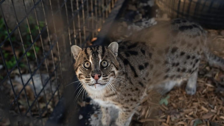 Fisher the fishing cat has taken up residence at the...