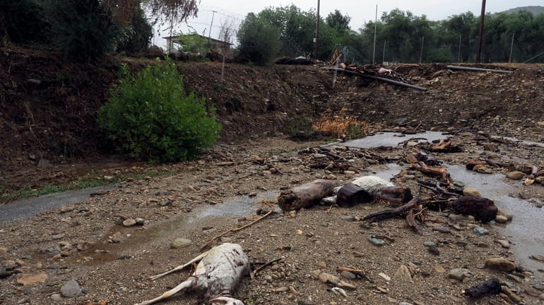Dead animals lie on the mud after heavy rains in...