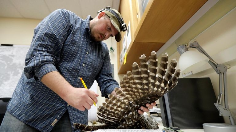 Wildlife technician Jordan Hazan records data in a lab from...