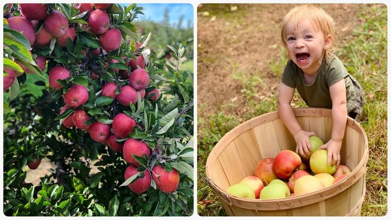 Layla Grunert picks apples at Lewin Farms in Calverton.