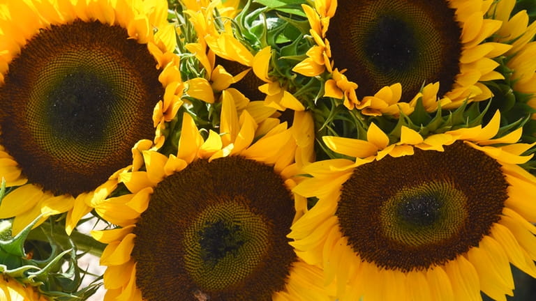 Pick sunflowers at Harbes Family Farm in Mattituck. 