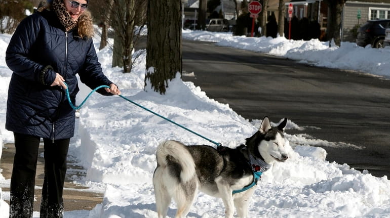 A Siberian husky named Rocket walks in the snow with...