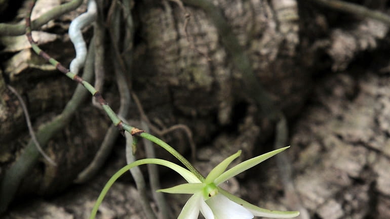 In this July 8, 2013 photo, a rare ghost orchid...