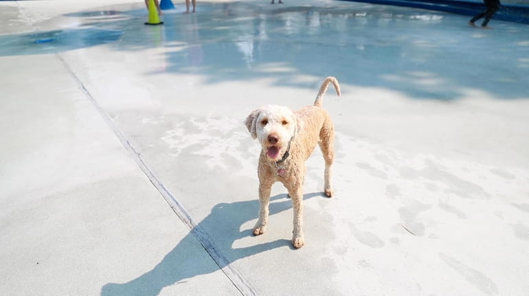Nassau's water parks go to the dogs - Newsday