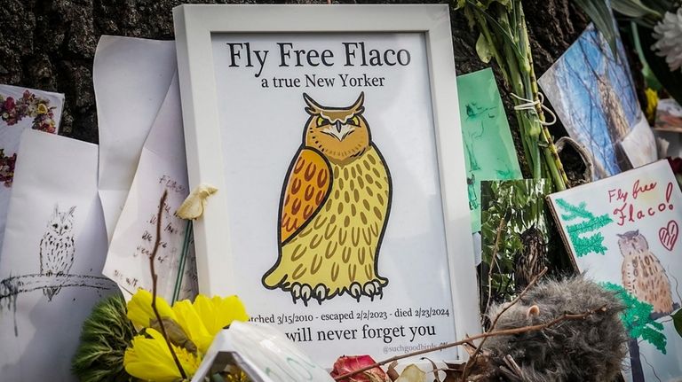 Tributes surround the base of an oak tree in a...