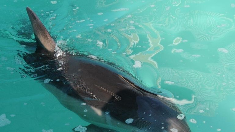 A male dolphin swims inside a tank at the Riverhead...