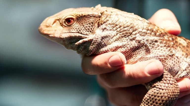 A Savannah monitor lizard on display at a prior Long...