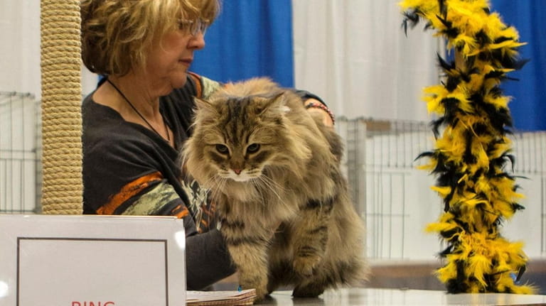 Judge Francine Hicks examines a Norwegian Forest Cat during the...