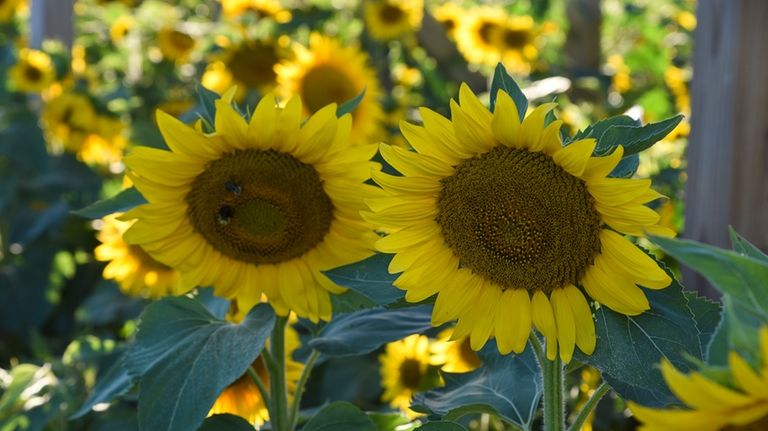 Sunflowers like these will be on display during the Harbes...