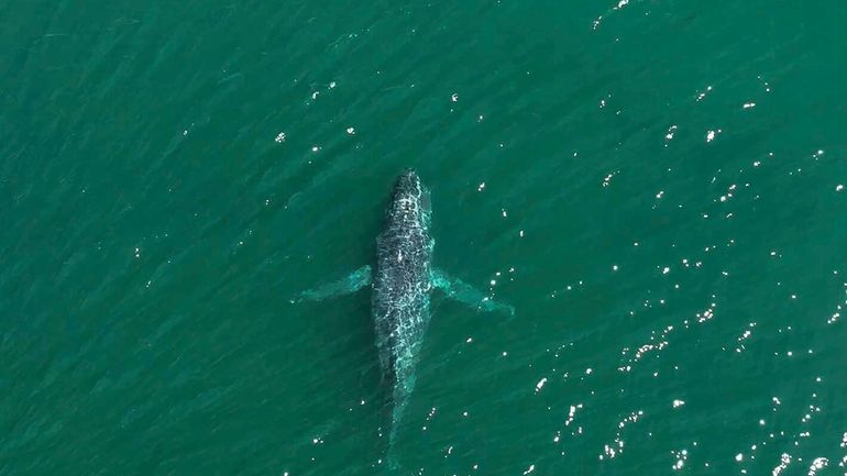 This aerial photo provided by The Whale Museum taken near...