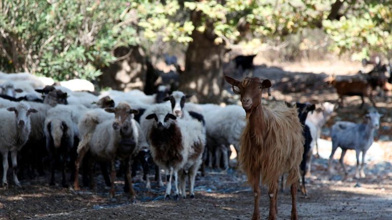 Goats and sheep graze freely near the beach in Kipos...