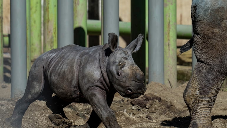 Silverio, a twelve-day-old white rhino, runs next to his mother...