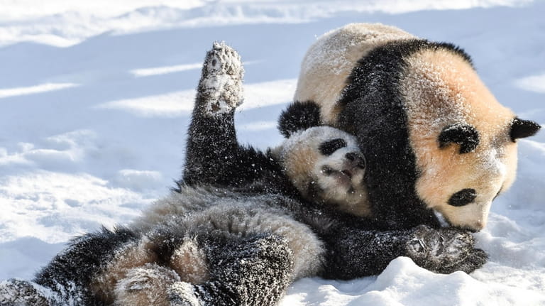 Panda siblings Paule, right, and Pit, left, play in the...