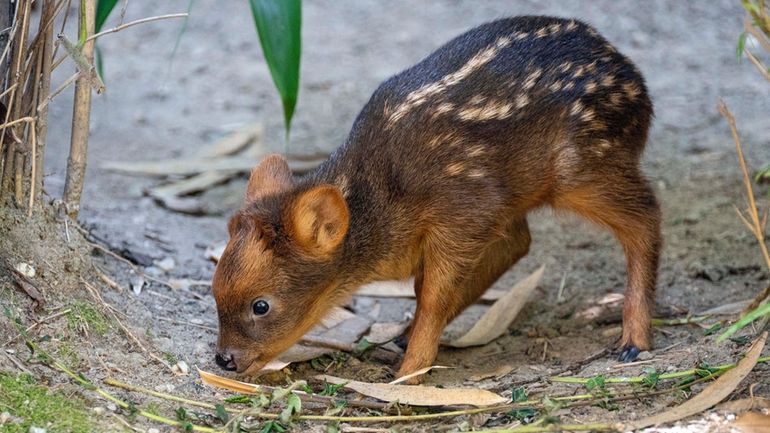 This photo, provided by the Wildlife Conservation Society's Queens Zoo,...