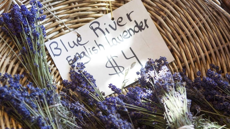 Lavender is cut and put into bunch for sale at...