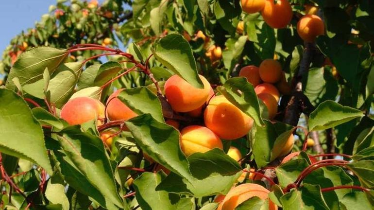 Consume tender apricots within a couple of days of harvesting...