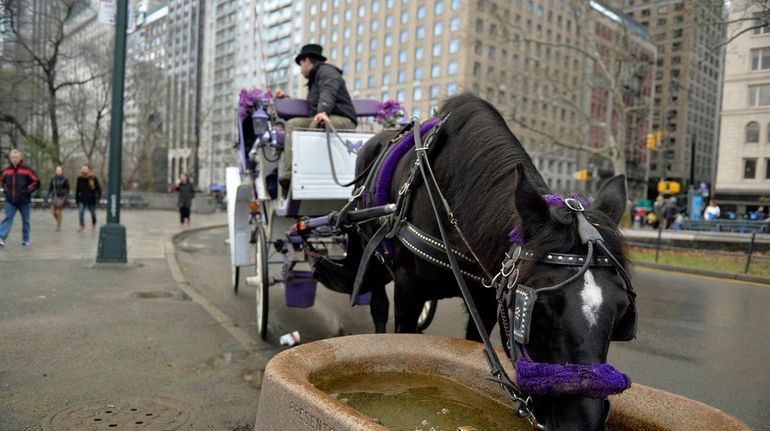 NYC launches new campaign to outlaw horse-drawn carriages as inhumane