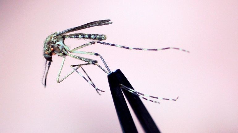 FILE — A Cattail mosquito is held up for inspection...