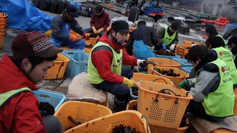 Volunteers assist workers to slice and pack seaweed root at...
