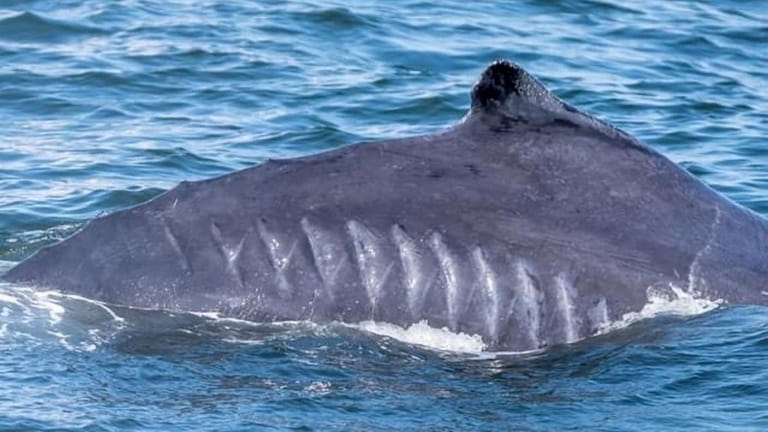 Scars from propeller cuts can be seen on a humpback whale...