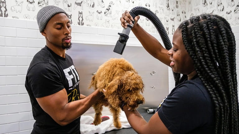 Davon and Danielle Livingston blow dry and groom their poodle,...