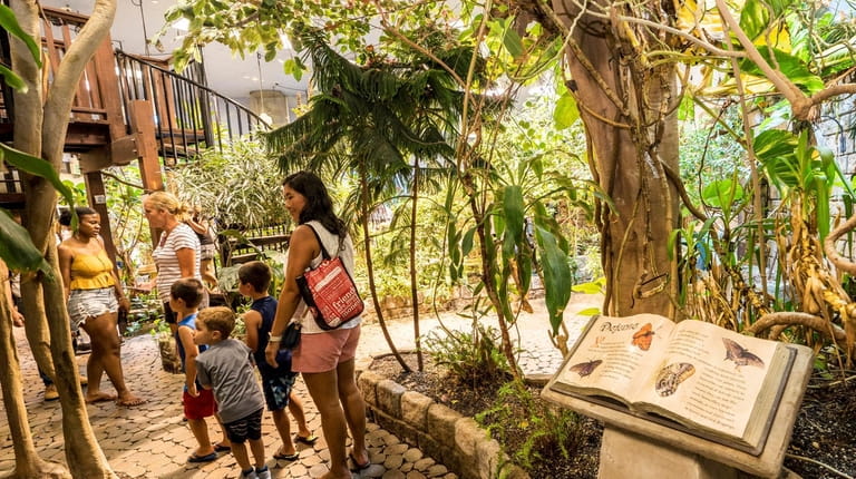 Visitors in the walk-through butterfly exhibit at the Long Island...