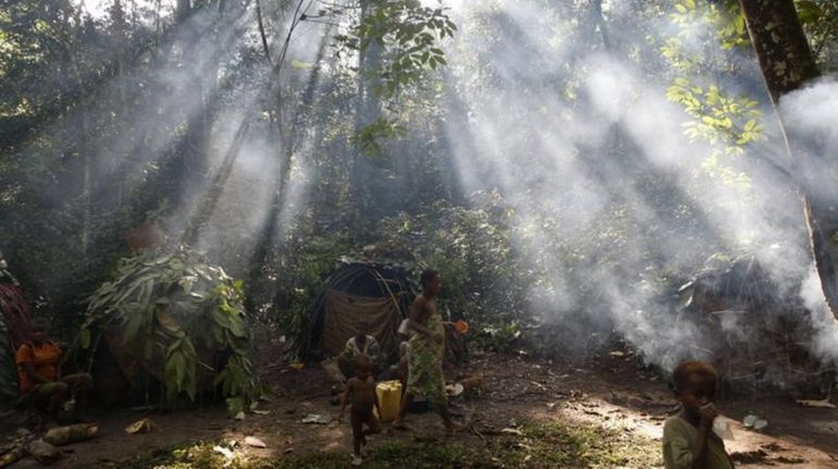 Shafts of sunlight filter through the forest canopy strike smoke...