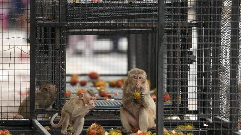 Monkeys eat rambutan in a cage which was set to...