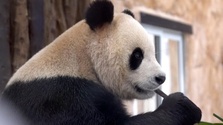 Suhail, a male Panda sent by China to Qatar as...