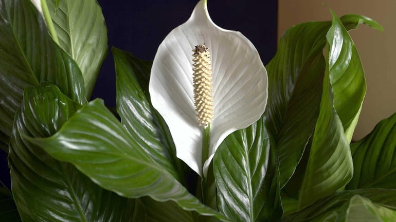 Spathiphyllum, also known as the peace lily, is popular houseplant...