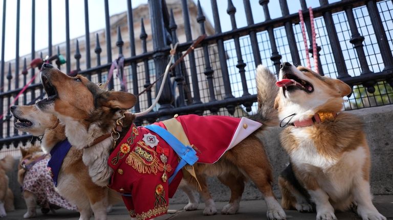 Ruffus a Cardiganshire Corgi takes part in a parade of...