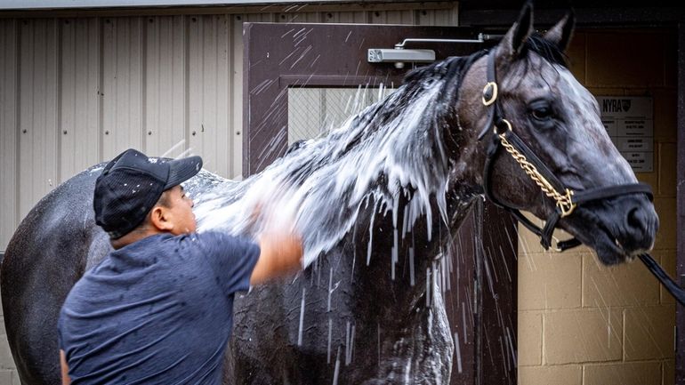 Arcangelo gets a bath from horse groomer Jovani Flores after a...