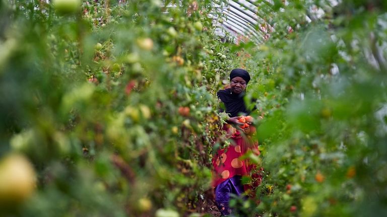 Farmer Alsi Yussuf, a refugee from Somalia, carries freshly picked...