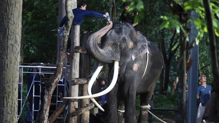 An ailing Thai elephant returns home for medical care after years of