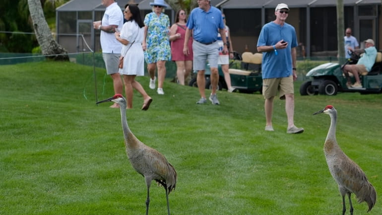 Sandhill cranes walk near the fifth green during the first...