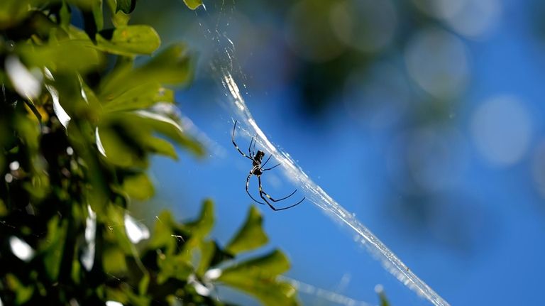 A Joro spider makes a web, Sept. 27, 2022, in...