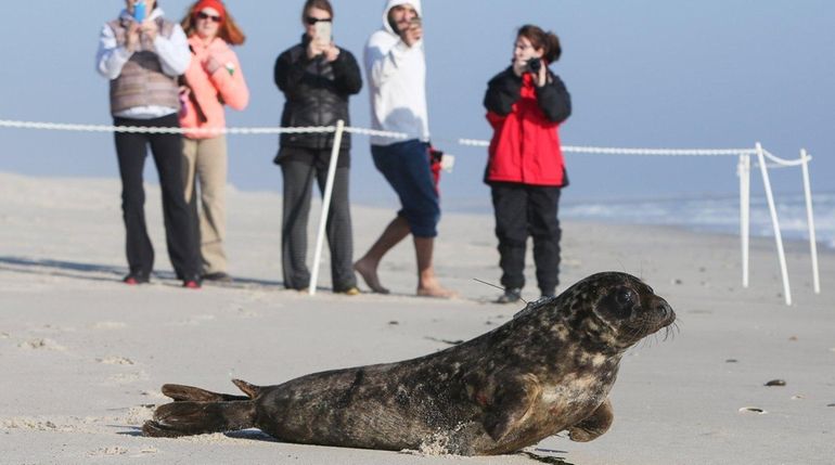 A gray seal rescued by the Riverhead Foundation for Marine...