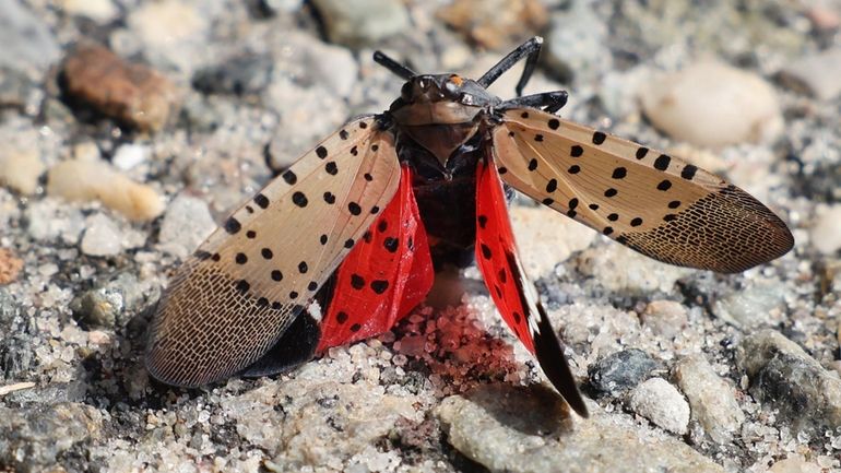 Hungry spotted lanternflies have arrived on Long Island so far this year...