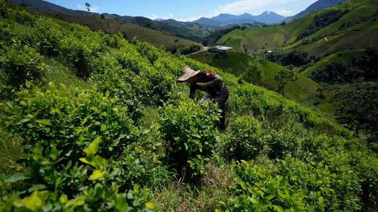 A farm laborer picks coca leaves on a hillside of...