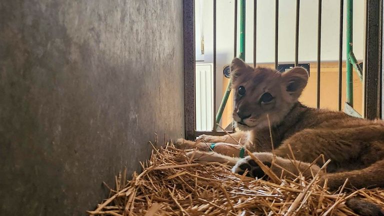 In this photo provided by the Palic Zoo, a months-old...