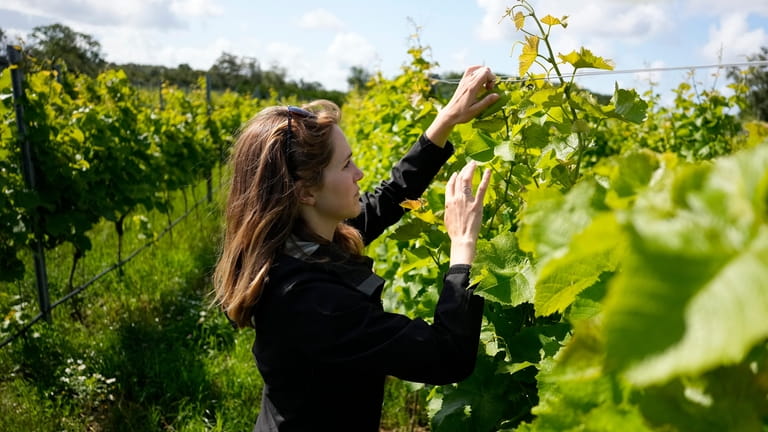 Winemarker Emma Berto checks grapes at the Thora Vingård, Båstad...