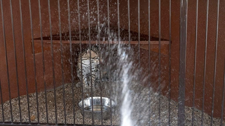An ocelot is sprayed with water at the non-profit wildlife...
