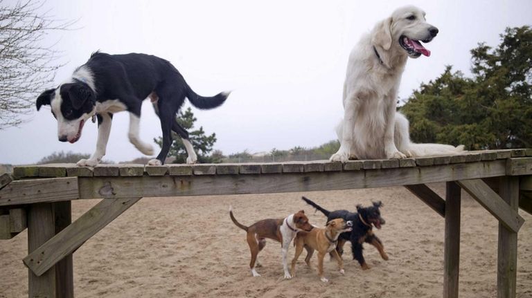 The dog run in Nickerson Beach Park in Lido Beach...